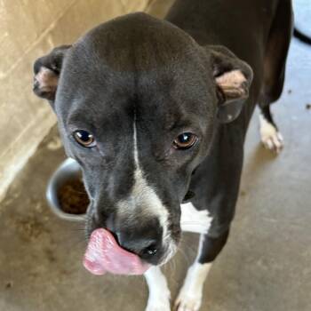 Pit Bull Terrier and American Staffordshire Terrier Dogs Available for Adoption - Brody | PetCurious