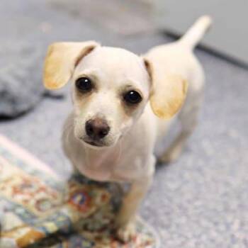 Chihuahua and Mixed Breed Dogs Available for Adoption in Atlanta, Georgia - Ivory | PetCurious