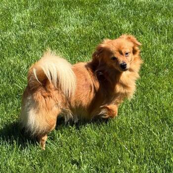 Pomeranian and Chihuahua Dogs Available for Adoption in Minnetonka, Minnesota - Joey D69401 | PetCurious