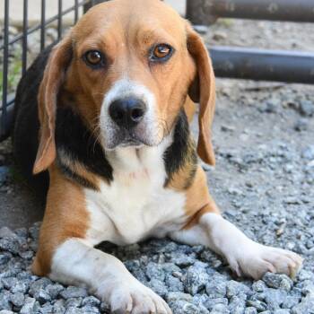 Wilma Marie -  Beagle Dog for Adoption in Columbus, North Carolina - Wilma Marie | PetCurious