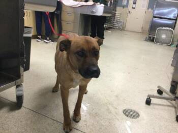 German Shepherd Dog and Mixed Breed Dogs Available for Adoption in Riverside, California - DESTINEE | PetCurious