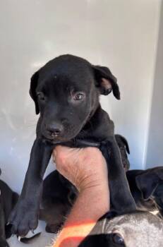 Zaza -  American Bulldog Dog for Adoption in Mobile, Alabama - Zaza | PetCurious