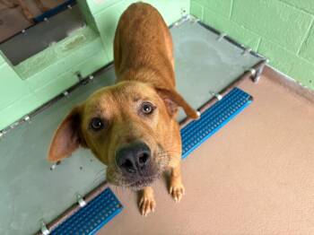 Diego -  Labrador Retriever Dog Available for Adoption in Nacogdoches, Texas - Diego | PetCurious