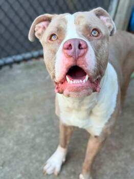 Slime -  Pit Bull Terrier Dog for Adoption in Chicago, Illinois - Slime | PetCurious