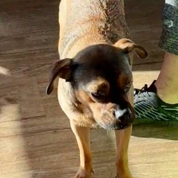 Rescue Pug and Beagle Dogs for Adoption - JASPER | PetCurious