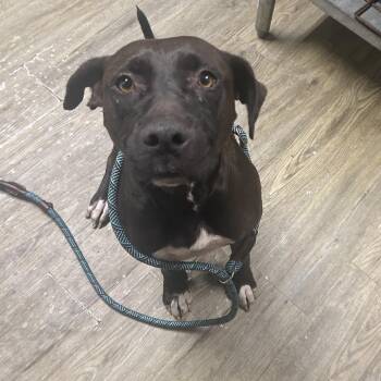 Stephanie -  Mixed Breed Dog for Adoption in Summerville, South Carolina - Stephanie | PetCurious