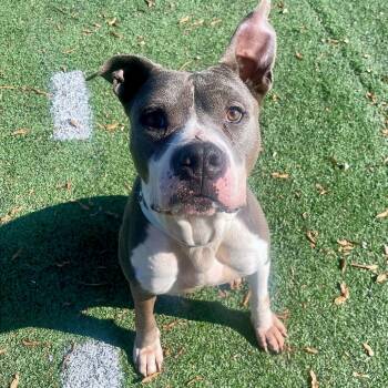 Rescue Mixed Breed Dogs for Adoption in Memphis, Tennessee - Travik | PetCurious