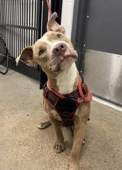 Tidus -  Pit Bull Terrier Dog for Adoption in Cleveland, Ohio - Tidus | PetCurious