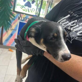 Mixed Breed Dogs Available for Adoption in Lufkin, Texas - Clara | PetCurious
