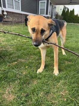 German Shepherd Dog Dogs Available for Adoption in Indianapolis, Indiana - Nala | PetCurious