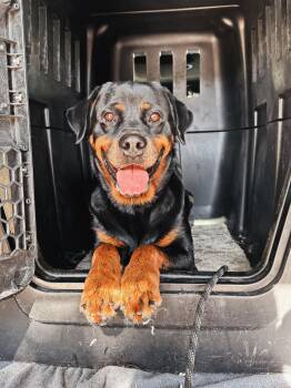 Rescue Rottweiler Dogs for Adoption in Salt Lake City, Utah - Charlie | PetCurious