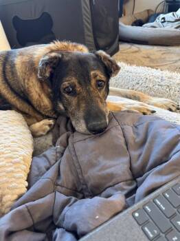 Rescue Shepherd Dogs for Adoption in St. Cloud, Minnesota - Scout | PetCurious