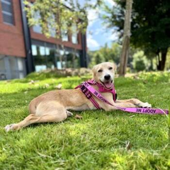 Hazel -  Shepherd and Mixed Breed Dog for Adoption in Atlanta, Georgia - Hazel | PetCurious