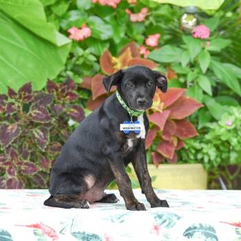Washington -  Labrador Retriever Dog for Adoption in Wake Forest, North Carolina - Washington | PetCurious