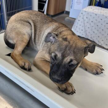 108647 -  Mixed Breed Dog for Adoption in Las Cruces, New Mexico - 108647 | PetCurious