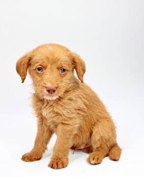 Poodle and Mixed Breed Dogs Available for Adoption in Morton Grove, Illinois - Emmett | PetCurious