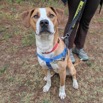 Hound Dogs Available for Adoption in Wake Forest, North Carolina - Gladio | PetCurious