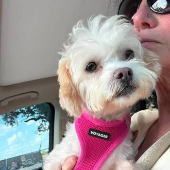 Gracelyn *Arriving 9/26* -  Yorkshire Terrier and Poodle Dog for Adoption - Gracelyn *Arriving 9/26* | PetCurious