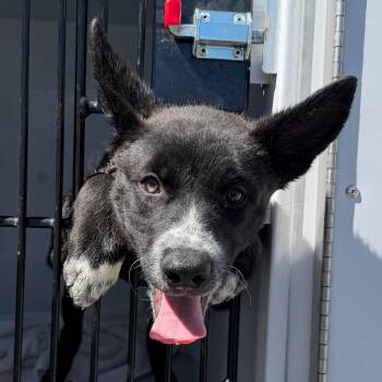 Guava -  Husky and Mixed Breed Dog for Adoption in Reno, Nevada - Guava | PetCurious
