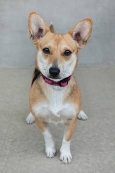 Mixed Breed Dogs Available for Adoption in Longmont, Colorado - Priscilla | PetCurious