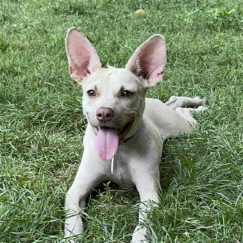 Gretta -  Feist Dog for Adoption in Portland, Maine - Gretta | PetCurious