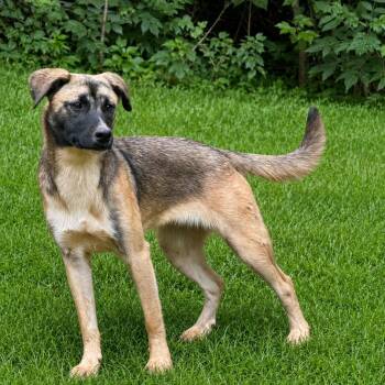 Abigail -  Black Mouth Cur Dog for Adoption in Holly Springs, Mississippi - Abigail | PetCurious
