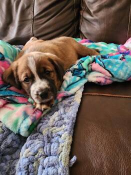 Angus -  Shepherd and Hound Dog for Adoption in Phoenix, Arizona - Angus | PetCurious