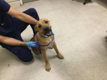 DOUGIE -  Mastiff Dog for Adoption in Riverside, California - DOUGIE | PetCurious