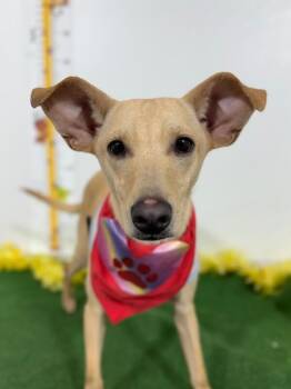 Ludmila-One of our Amazing Rescue Dogs -  Labrador Retriever and Carolina Dog Dog Available for Adoption in Carlsbad, California - Ludmila-One Of Our Amazing Rescue Dogs | PetCurious