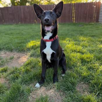 Sapphire -  Shepherd Dog for Adoption in Detroit, Michigan - Sapphire | PetCurious