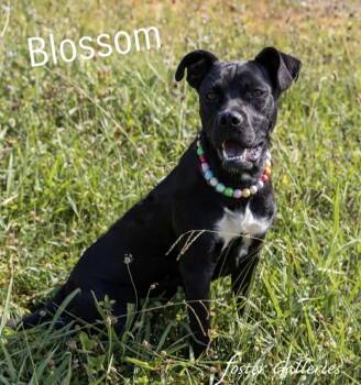 Rescue Boxer Dogs for Adoption in Spring Hill, Tennessee - Blossom | PetCurious