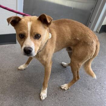 107888 -  Mixed Breed Dog for Adoption in Las Cruces, New Mexico - 107888 | PetCurious