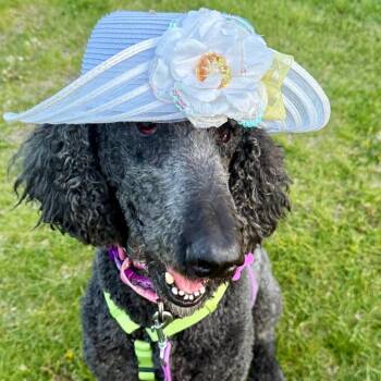 Lisa -  Standard Poodle Dog for Adoption in Minneapolis, Minnesota - Lisa | PetCurious