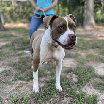 Pit Bull Terrier Dogs Available for Adoption in Palestine, Texas - Dolly | PetCurious