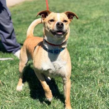 Mixed Breed Dogs Available for Adoption in Huntington, West Virginia - Sammi Stray Hold 4/25 | PetCurious