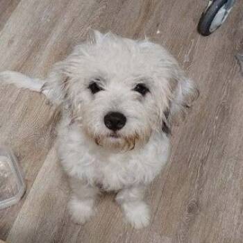 Rescue Maltese and Mixed Breed Dogs for Adoption in Dallas, Texas - Buxlee | PetCurious