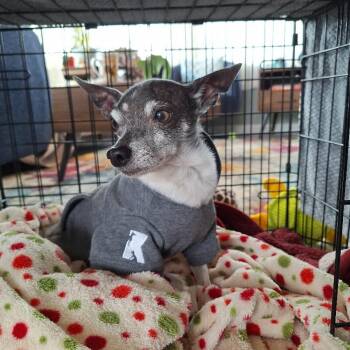 Chihuahua Dogs Available for Adoption - Bandit | PetCurious