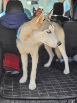 Kyro -  Husky Dog for Adoption in Lakeland, Florida - Kyro | PetCurious