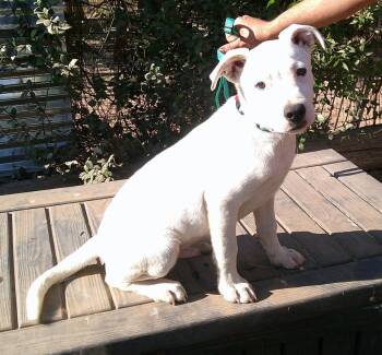 Rescue Labrador Retriever Dogs for Adoption in Olympia, Washington - Tommy | PetCurious