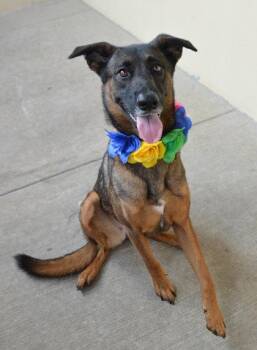 Maple -  Belgian Shepherd Malinois Dog for Adoption in Mckinney, Texas - Maple | PetCurious