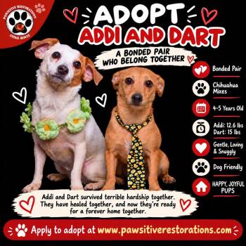 ADDI AND DART BONDED PAIR -  Chihuahua Dog for Adoption in Foxfield, Colorado - ADDI AND DART BONDED PAIR | PetCurious