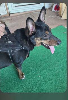 Shepherd Dogs Available for Adoption in Newport, Kentucky - Merle | PetCurious