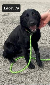 Lacey Jo -  Labrador Retriever Dog for Adoption in Buffalo, Missouri - Lacey Jo | PetCurious