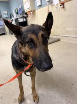 YUMA -  German Shepherd Dog and Mixed Breed Dog for Adoption in Riverside, California - YUMA | PetCurious