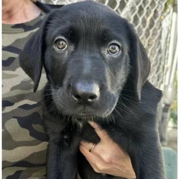 Labrador Retriever Dogs Available for Adoption - Gary | PetCurious