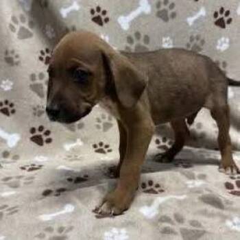 Tanner -  Pit Bull Terrier Dog for Adoption - Tanner | PetCurious