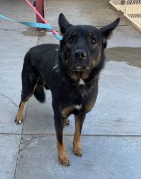 Bo -  German Shepherd Dog Dog for Adoption in La Porte, Indiana - Bo | PetCurious