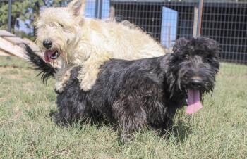 Linus -  Scottish Terrier Dog for Adoption in Neosho, Missouri - Linus | PetCurious