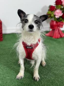 Chihuahua and Border Terrier Dogs Available for Adoption - Milton | PetCurious
