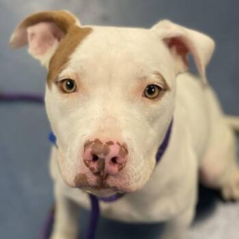 Pit Bull Terrier Dogs Available for Adoption in Los Angeles, California - Billy | PetCurious